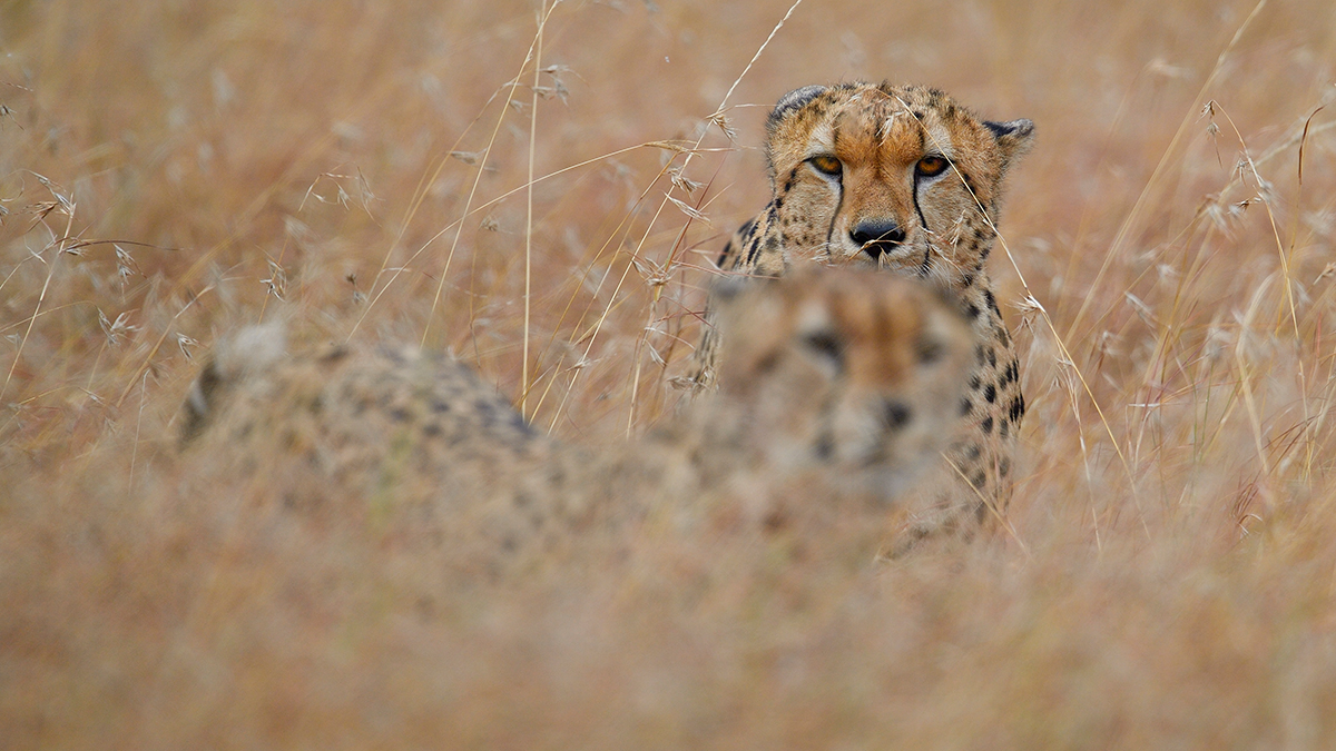 _5RG7729_20180727_081727_4221Masai Mara 2018-2.jpg