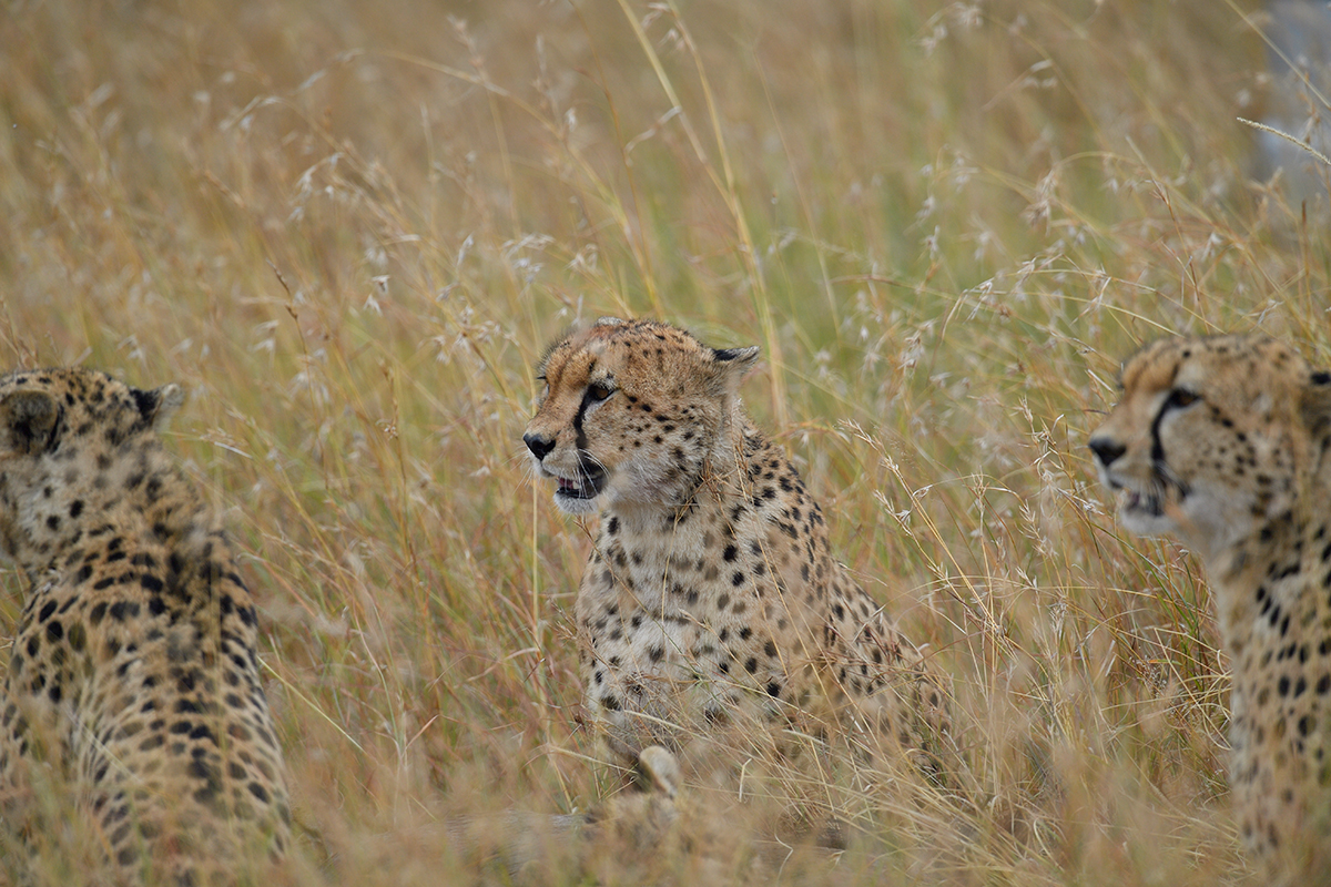 _5RG7734_20180727_085954_4001Masai Mara 2018.jpg