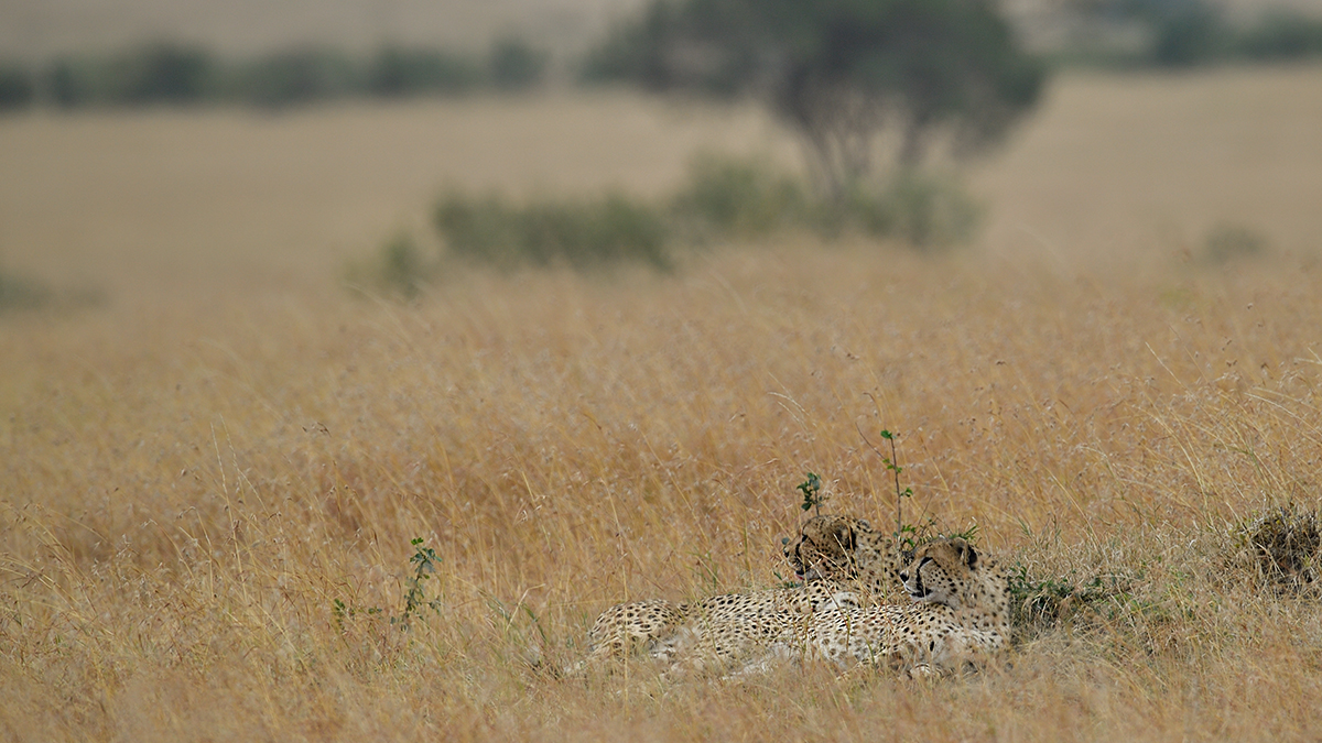 _5RG7736_20180727_090556_4003Masai Mara 2018.jpg