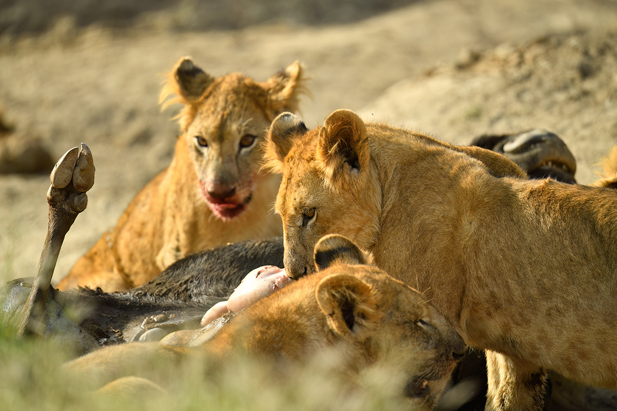 _5RG7765_20180722_165457_1855Masai Mara 2018-1200.jpg