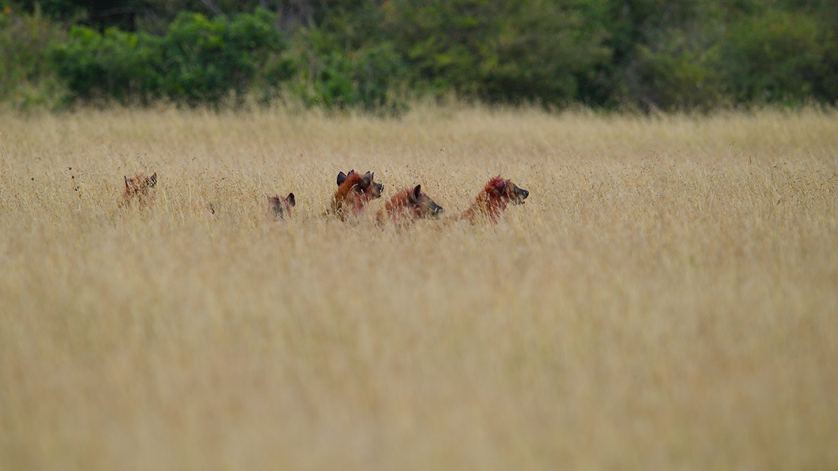 _5RG7778_20180727_091242_4005Masai Mara 2018.jpg