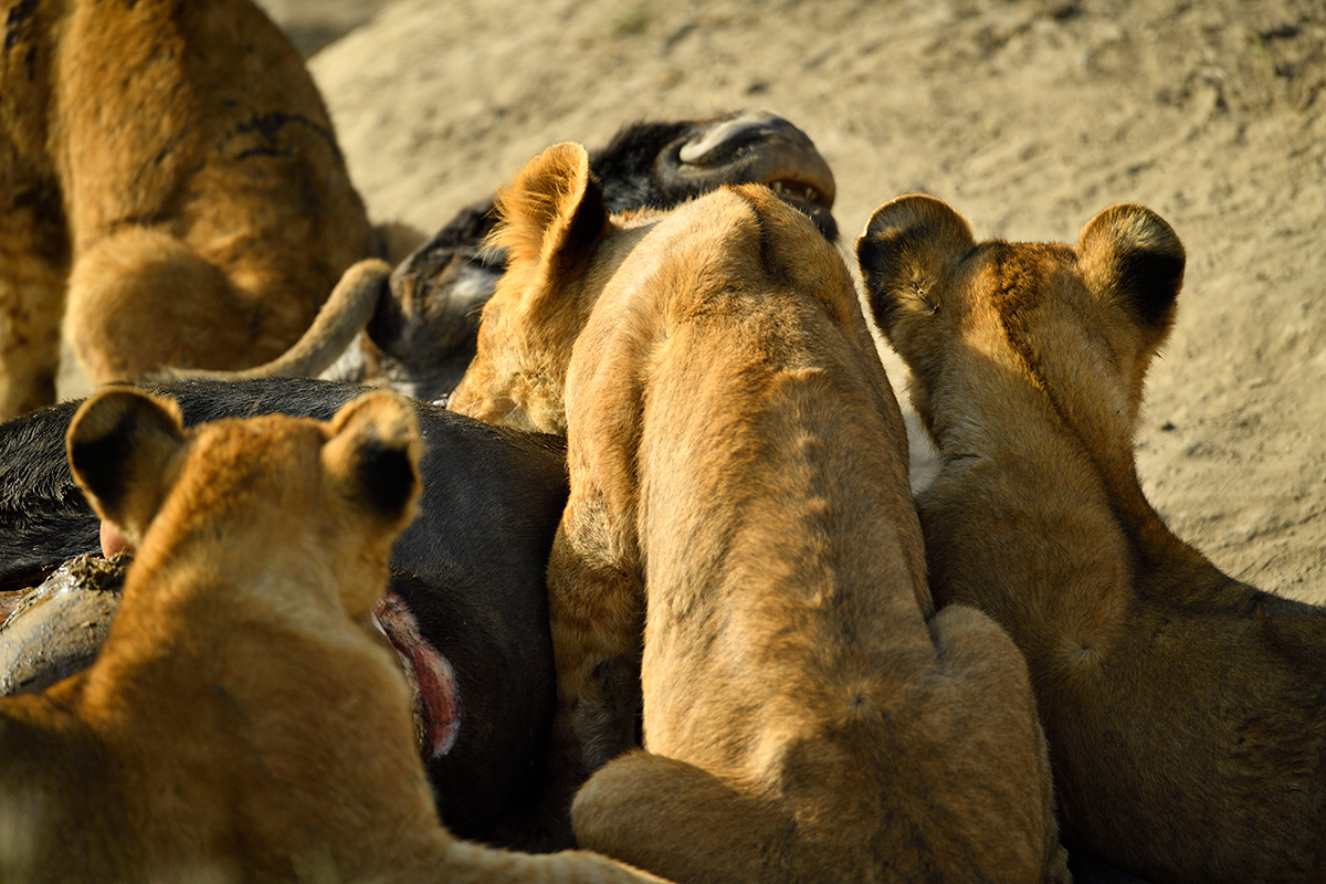 _5RG7791_20180722_165635_1856Masai Mara 2018-1200.jpg