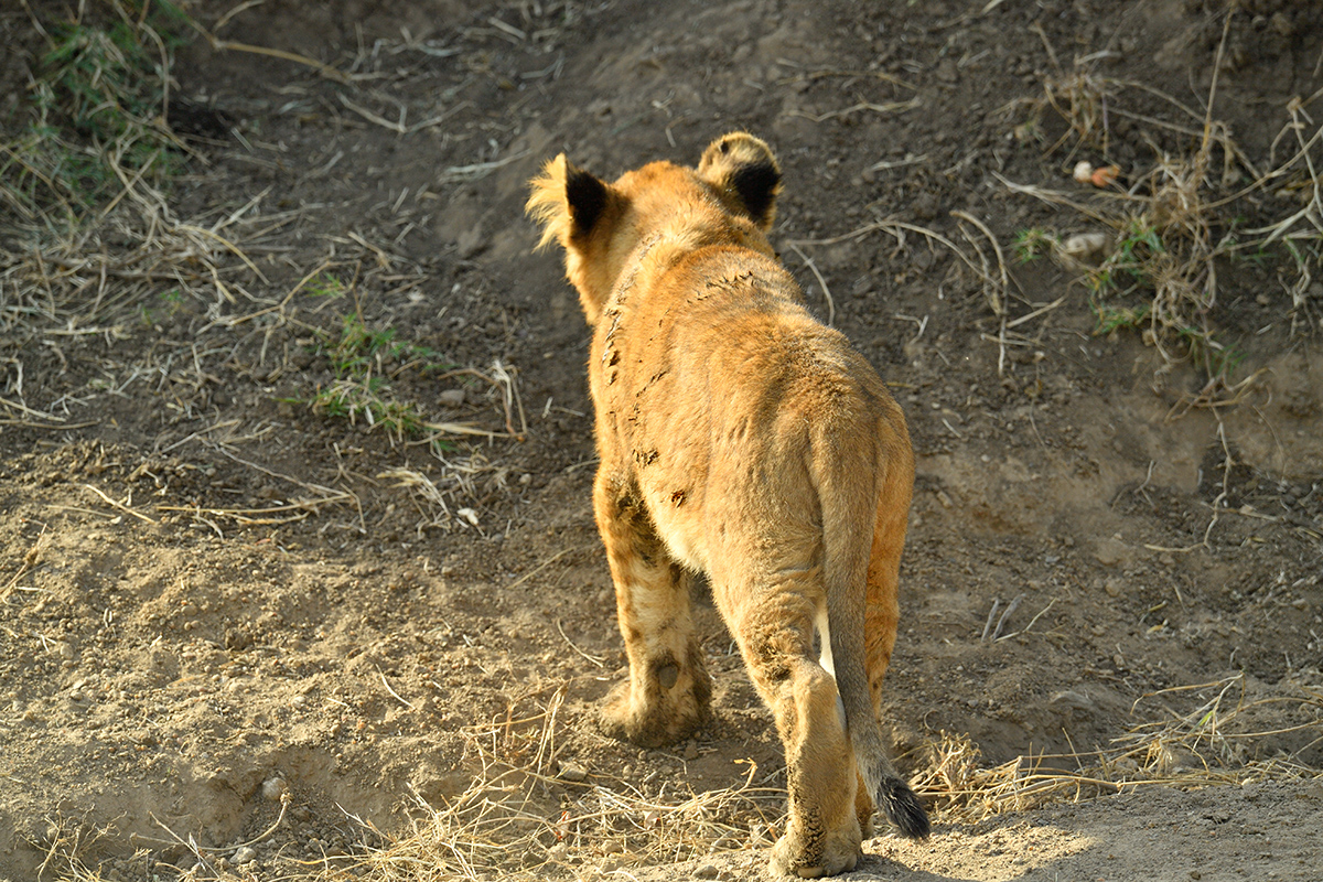 _5RG7801_20180722_165714_1857Masai Mara 2018-1200.jpg