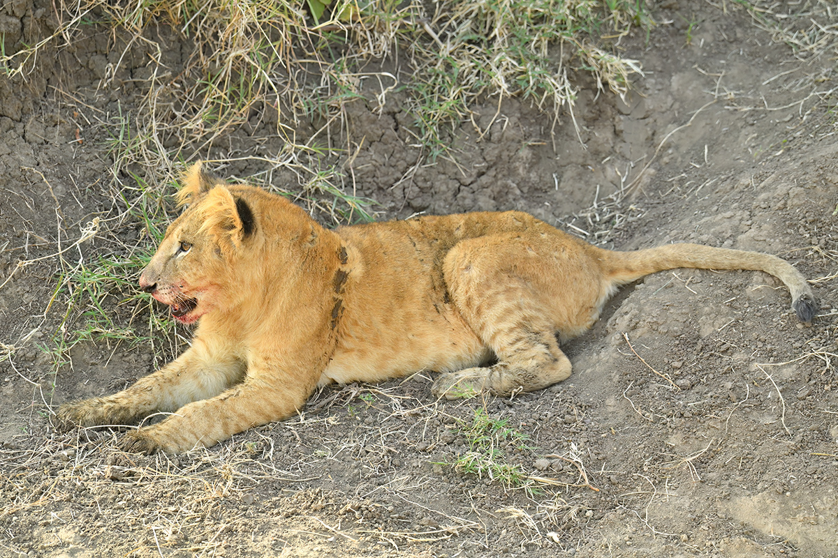 _5RG7807_20180722_165725_1858Masai Mara 2018-1200.jpg