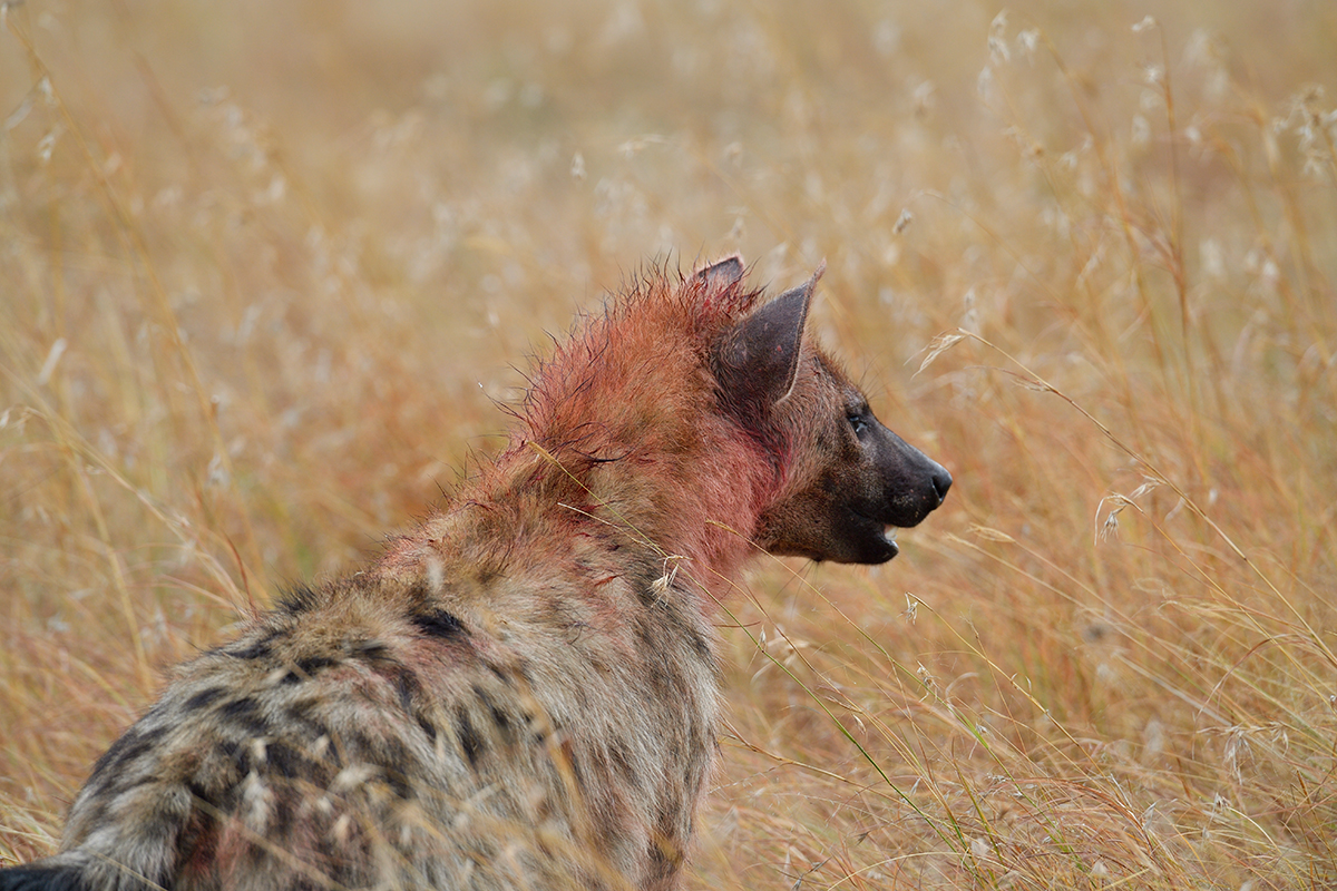 _5RG7817_20180727_093712_4007Masai Mara 2018.jpg