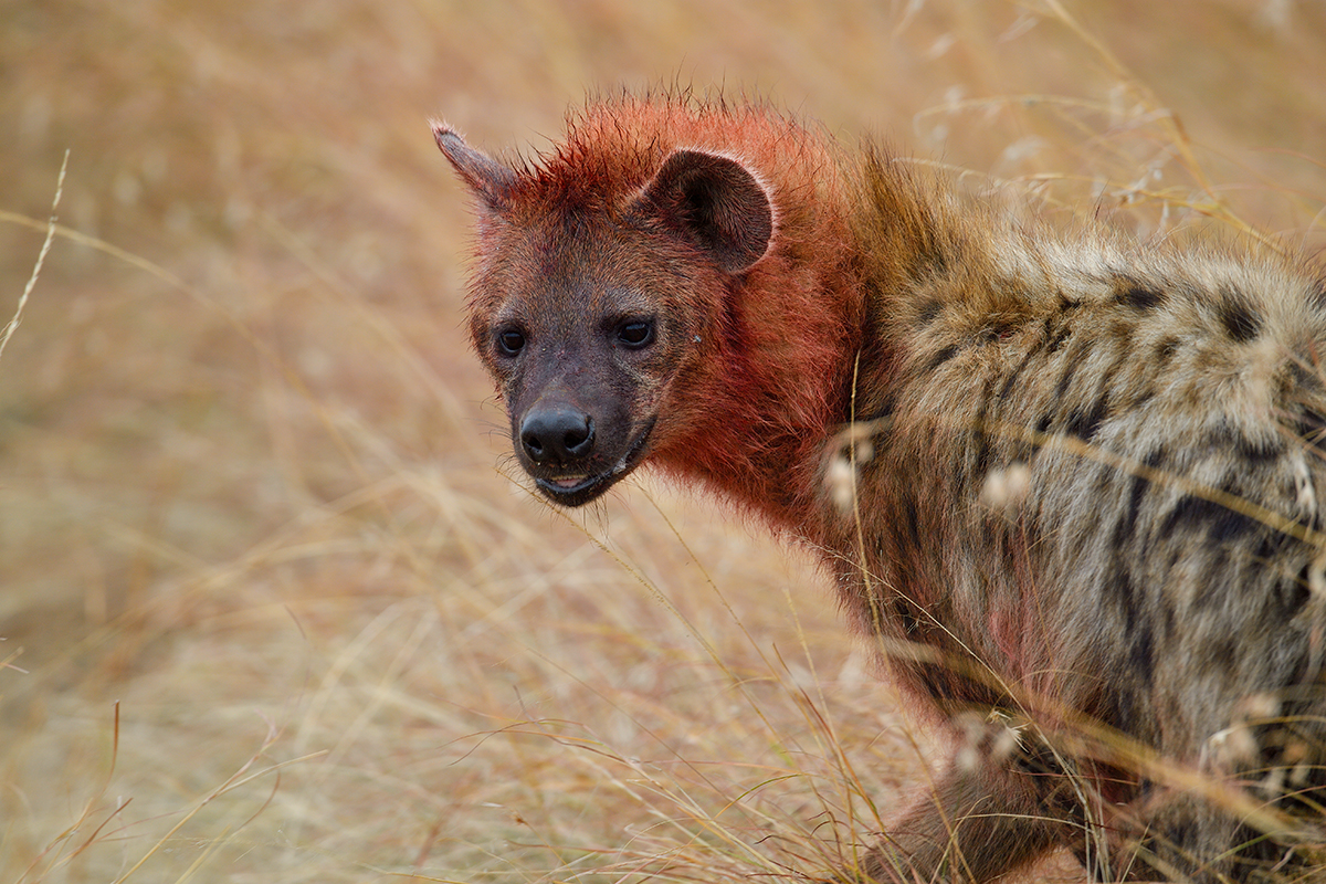 _5RG7828_20180727_093939_4008Masai Mara 2018.jpg
