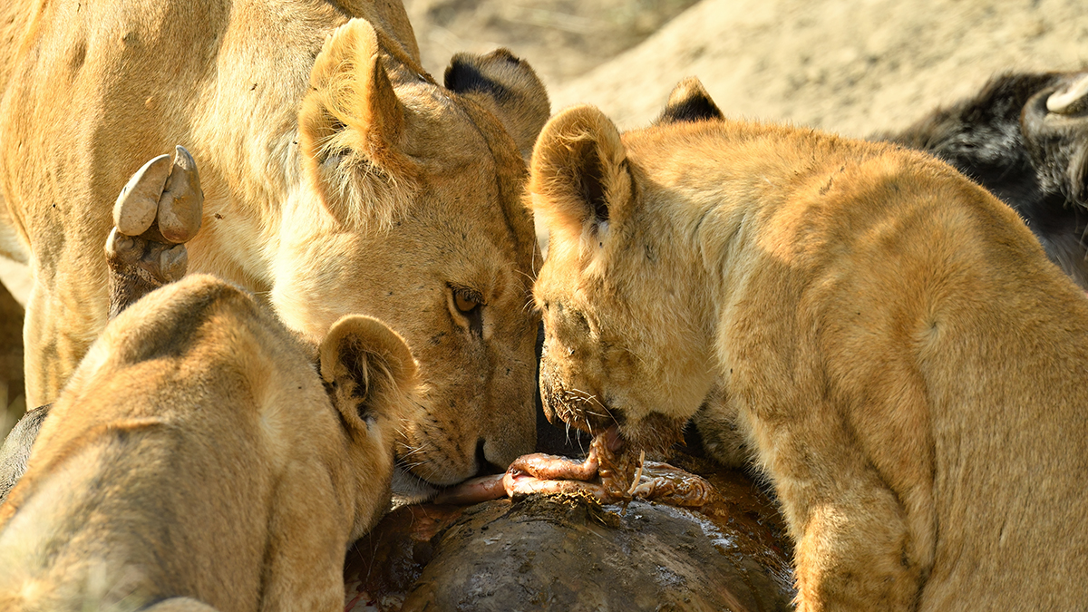_5RG7836_20180722_170132_1859Masai Mara 2018-1200.jpg