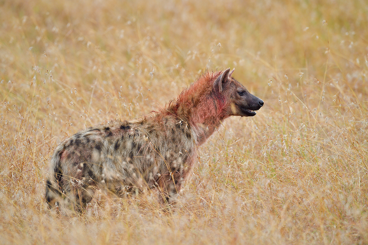 _5RG7838_20180727_093949_4009Masai Mara 2018.jpg