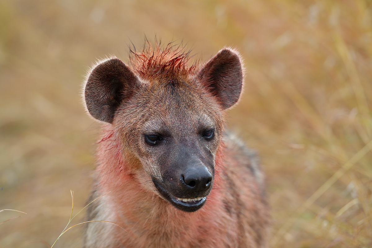 _5RG7862_20180727_094043_4010Masai Mara 2018.jpg