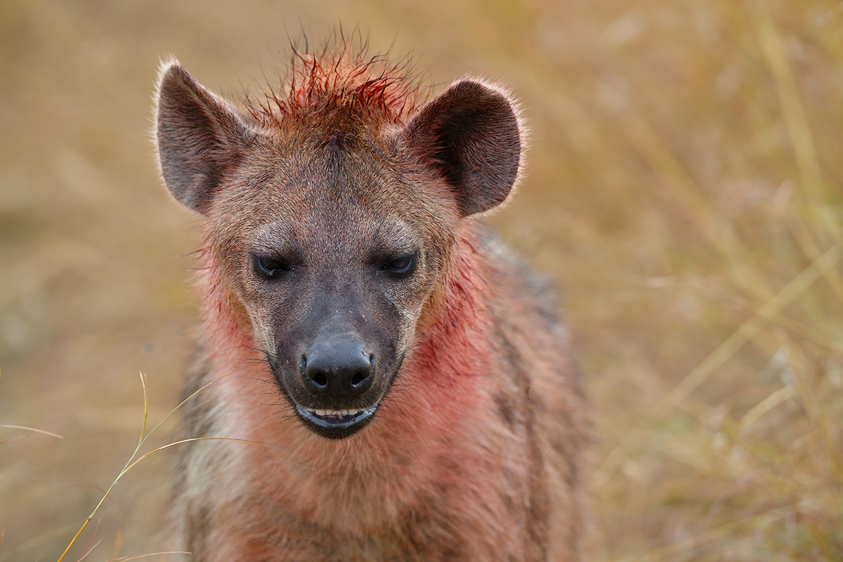 _5RG7866_20180727_094044_4011Masai Mara 2018.jpg
