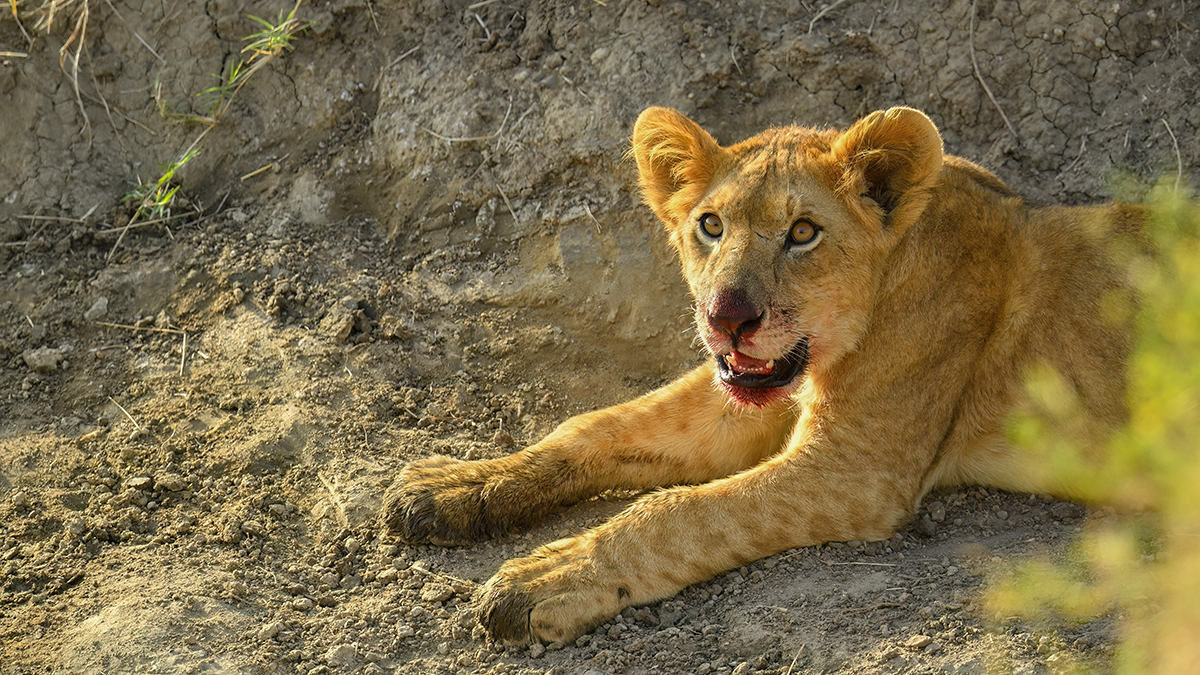 _5RG7870_20180722_170200_1860Masai Mara 2018-1200.jpg