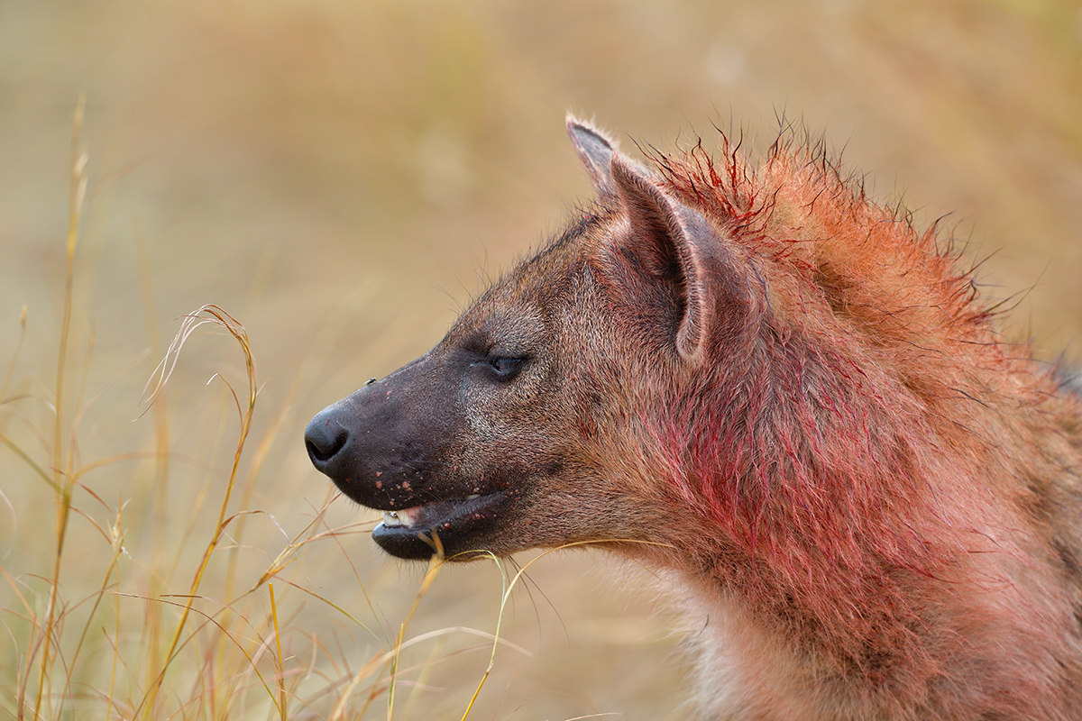 _5RG7871_20180727_094046_4012Masai Mara 2018.jpg
