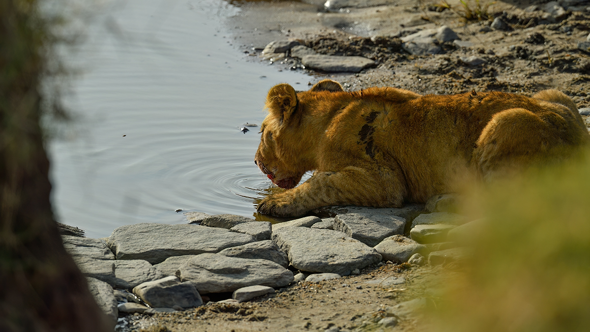 _5RG7882_20180722_170439_1861Masai Mara 2018-1200.jpg