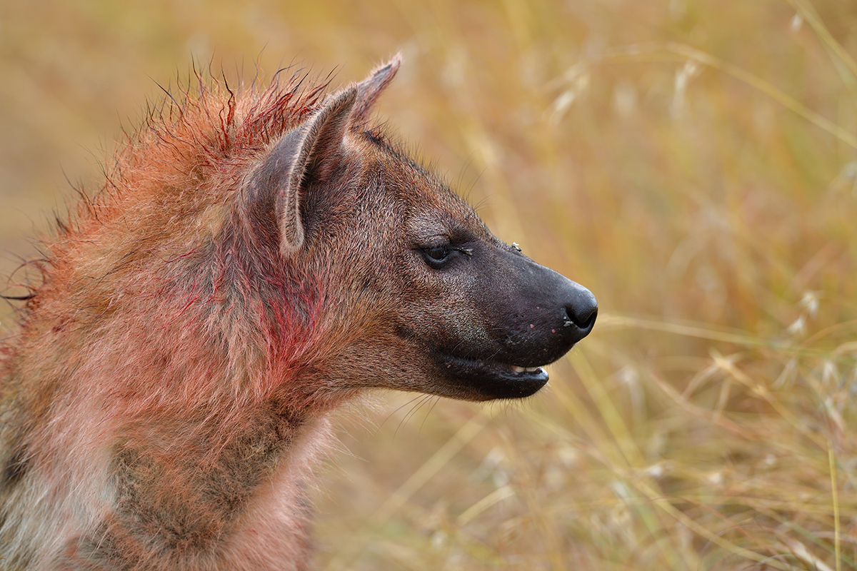 _5RG7887_20180727_094051_4013Masai Mara 2018.jpg