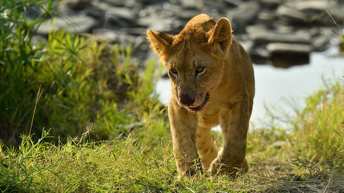 _5RG7895_20180722_170457_1862Masai Mara 2018-1200.jpg