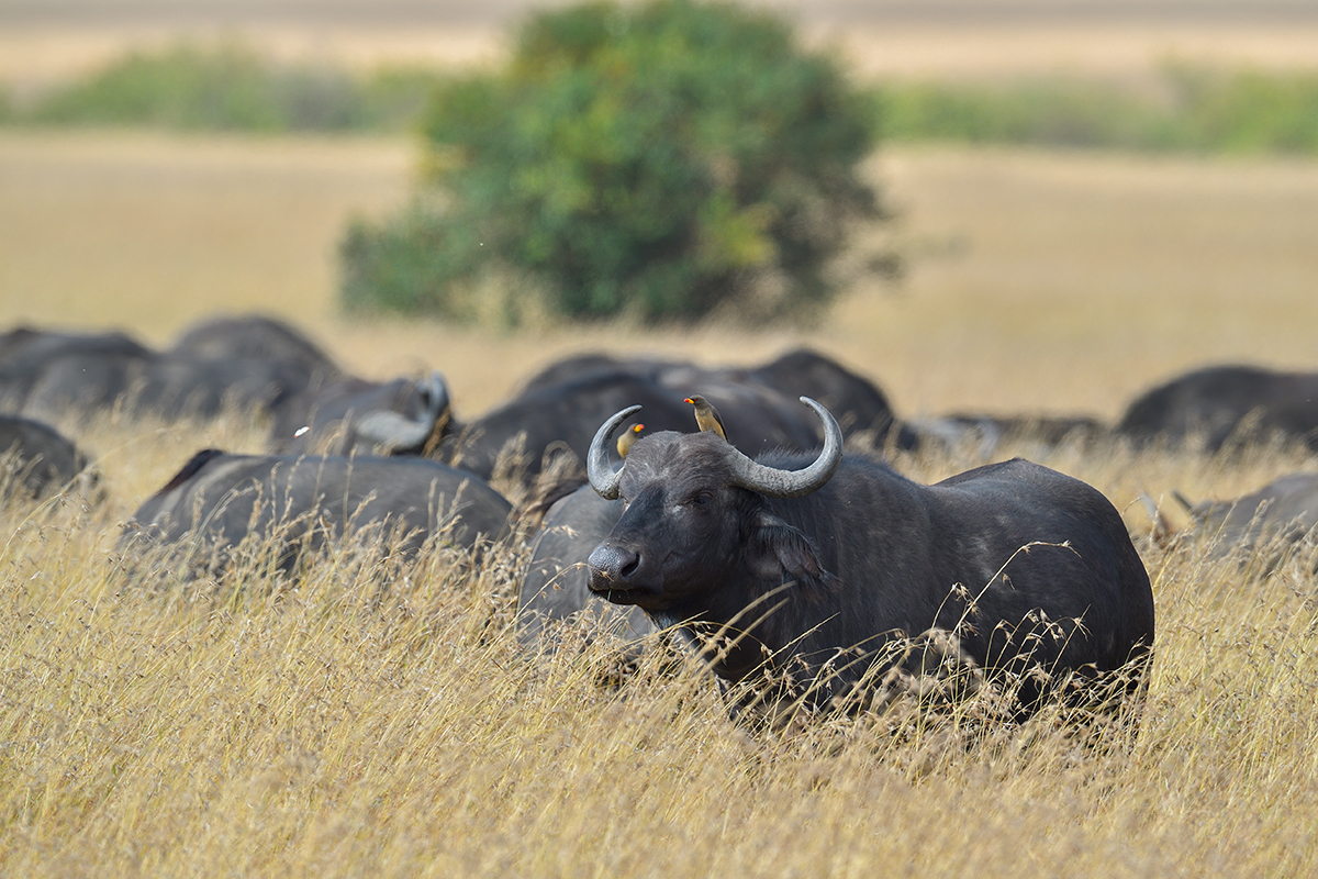 _5RG7918_20180727_100312_4015Masai Mara 2018.jpg