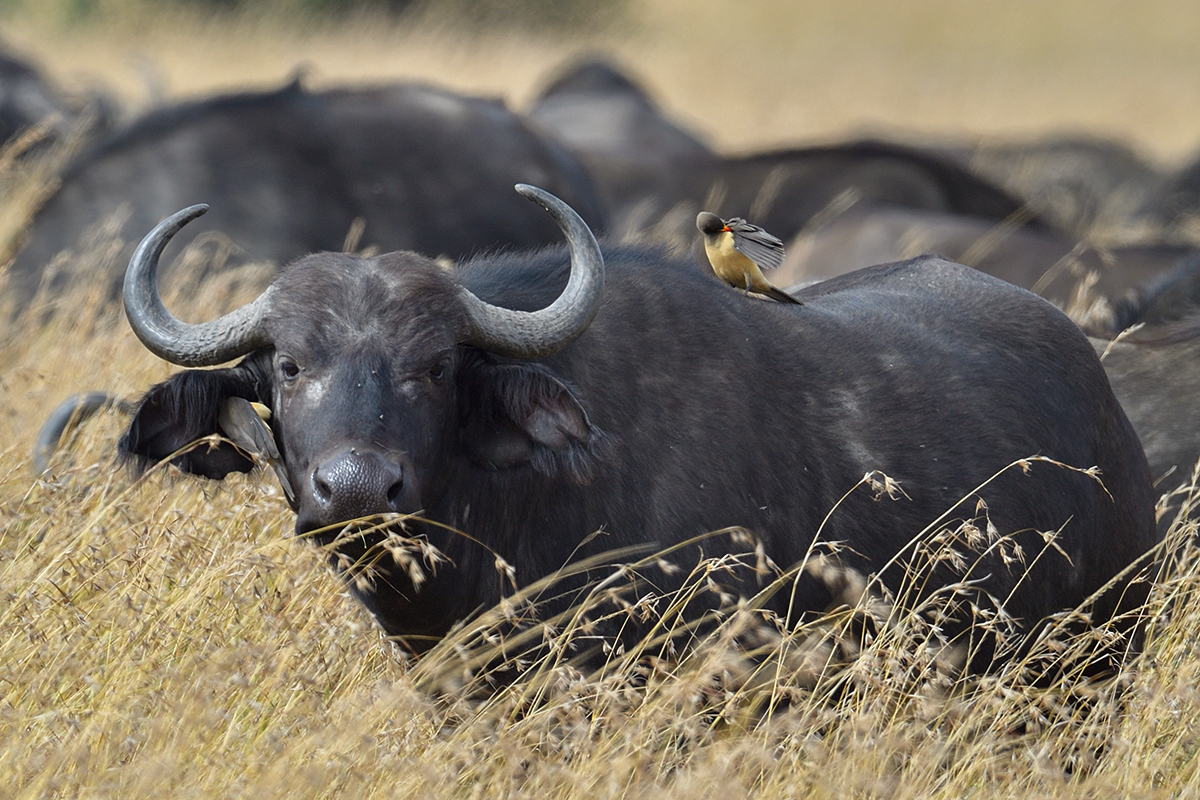 _5RG7926_20180727_100339_4016Masai Mara 2018.jpg
