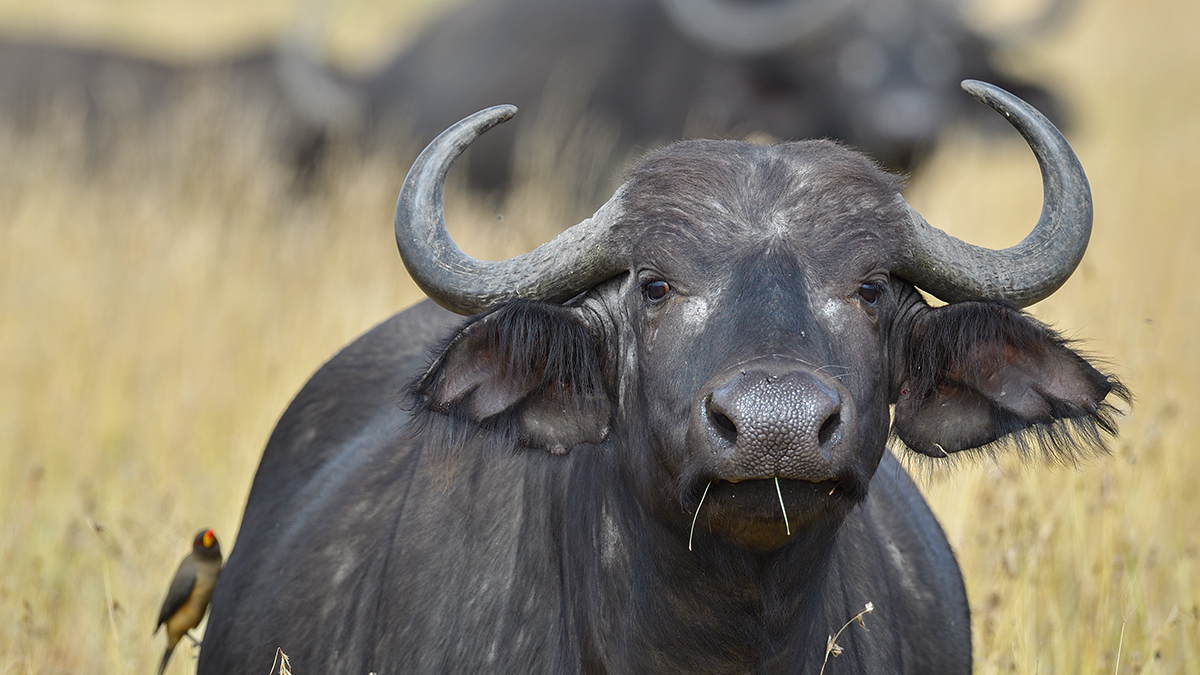 _5RG7929_20180727_100430_4017Masai Mara 2018.jpg