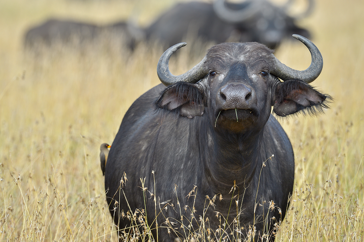 _5RG7931_20180727_100432_4018Masai Mara 2018.jpg