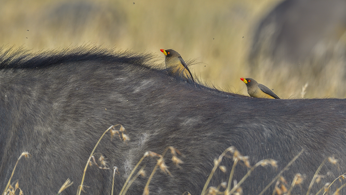 _5RG7933_20180727_100446_4019Masai Mara 2018.jpg