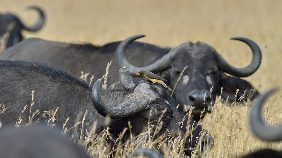 _5RG7943_20180727_100539_4020Masai Mara 2018.jpg