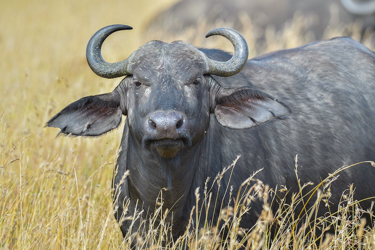 _5RG7945_20180727_100548_4021Masai Mara 2018.jpg