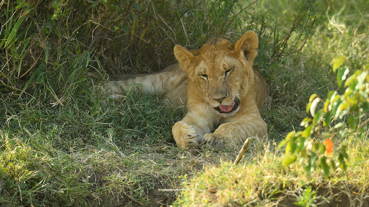 _5RG7948_20180722_170731_1864Masai Mara 2018-1200.jpg