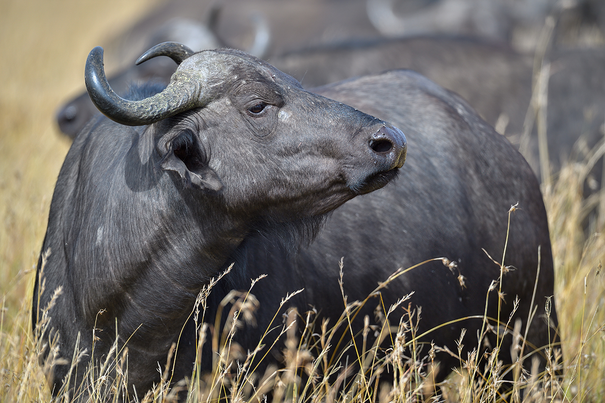 _5RG7948_20180727_100601_4022Masai Mara 2018.jpg
