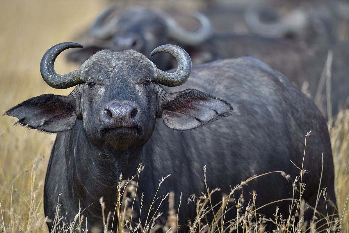_5RG7952_20180727_100613_4024Masai Mara 2018.jpg