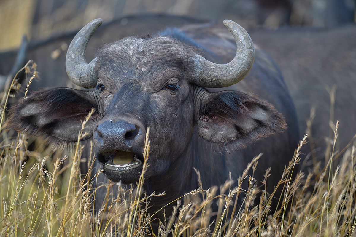 _5RG7958_20180727_100651_4026Masai Mara 2018.jpg
