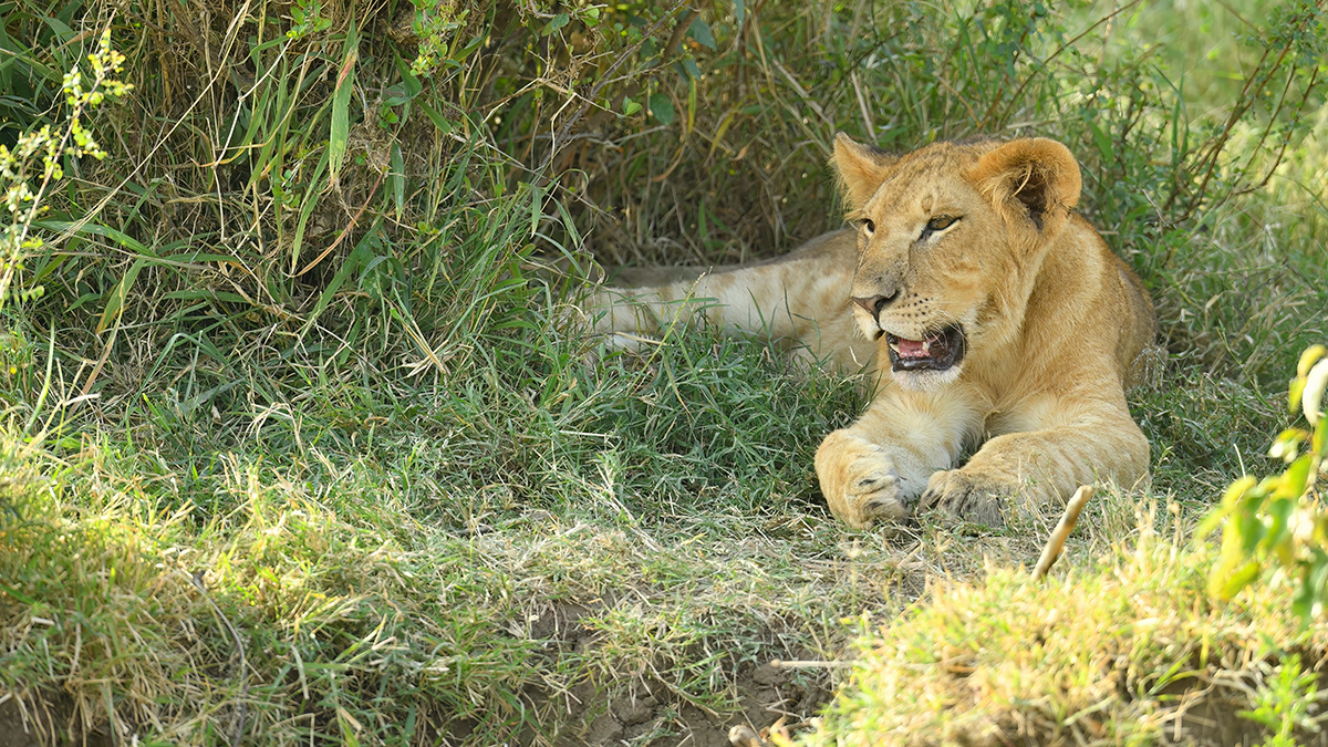_5RG7962_20180722_170801_1866Masai Mara 2018-1200.jpg