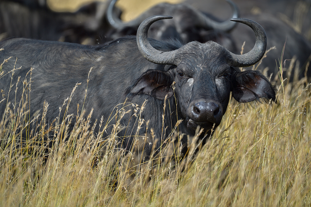 _5RG7971_20180727_100755_4028Masai Mara 2018.jpg