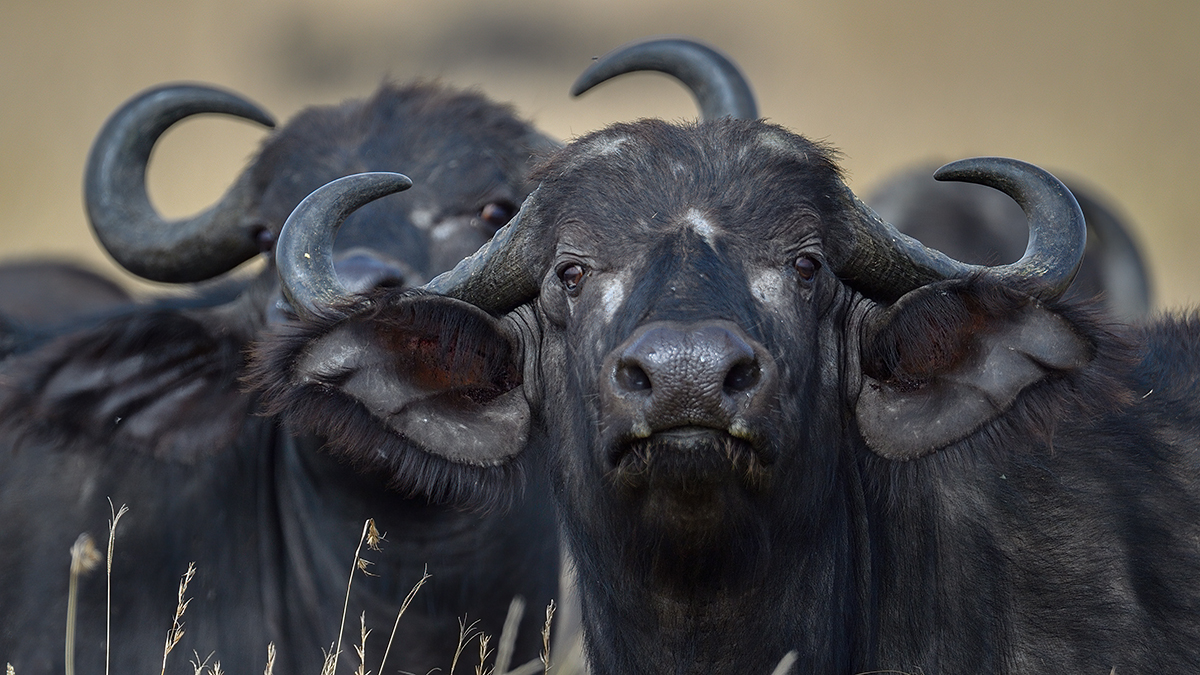 _5RG7983_20180727_100925_4029Masai Mara 2018.jpg