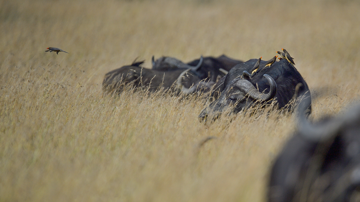 _5RG7991_20180727_101217_4030Masai Mara 2018.jpg