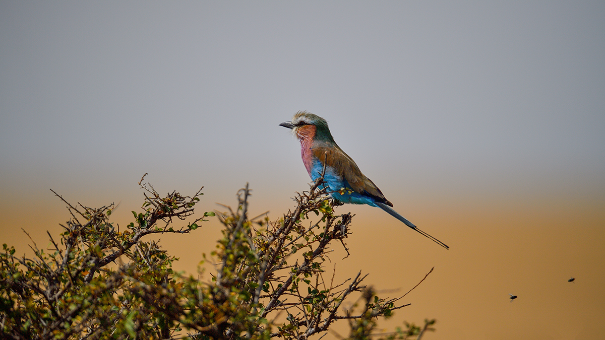 _5RG7999_20180727_103112_4031Masai Mara 2018.jpg