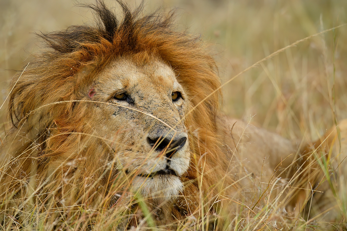 _5RG8006_20180718_175734_900Masai Mara 2018-1200.jpg
