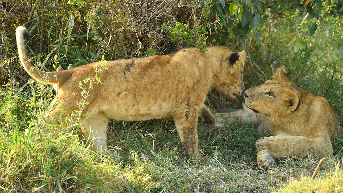 _5RG8007_20180722_170839_1868Masai Mara 2018-1200.jpg
