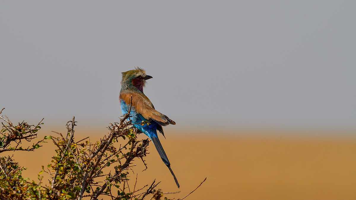 _5RG8027_20180727_103220_4032Masai Mara 2018.jpg