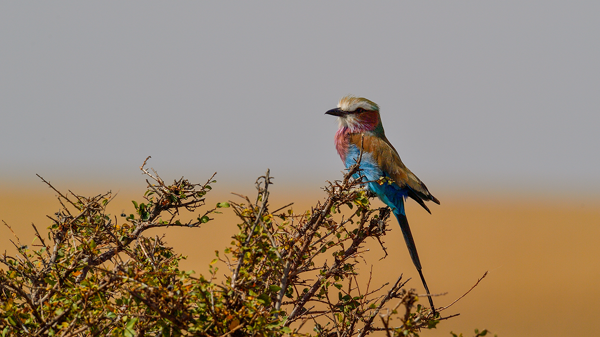 _5RG8028_20180727_103225_4033Masai Mara 2018.jpg