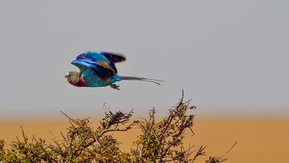 _5RG8035_20180727_103455_4034Masai Mara 2018.jpg