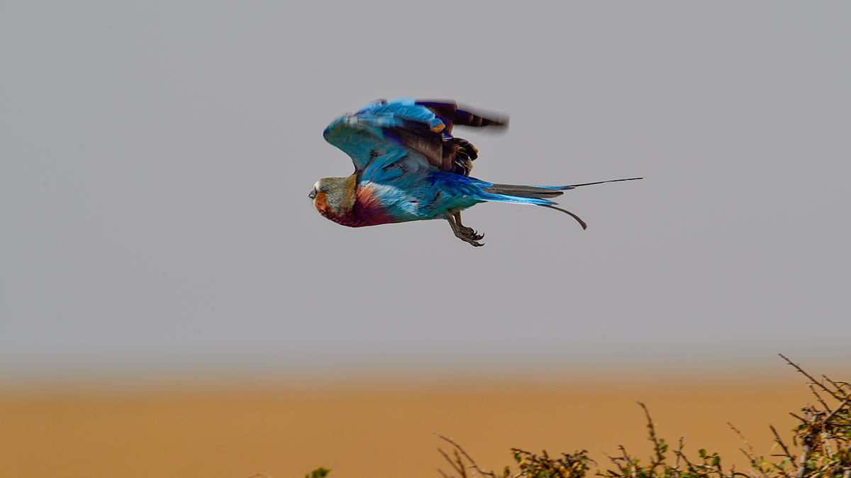 _5RG8037_20180727_103455_4035Masai Mara 2018.jpg