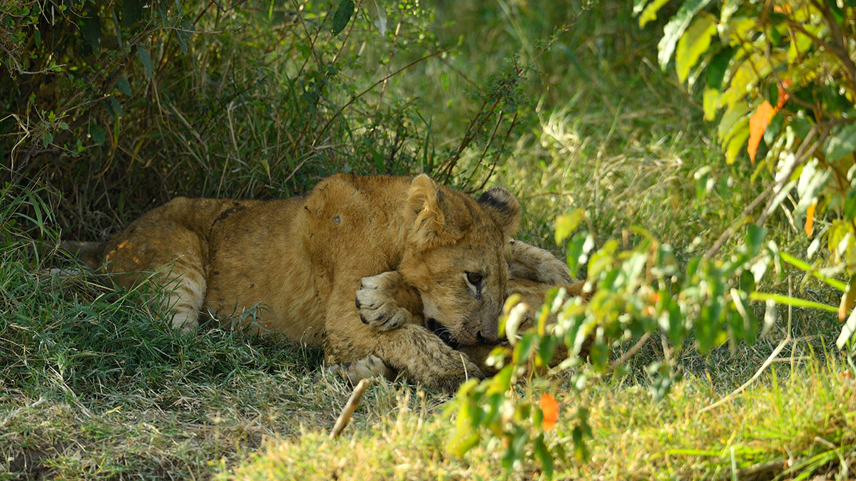_5RG8039_20180722_170859_1869Masai Mara 2018-1200.jpg