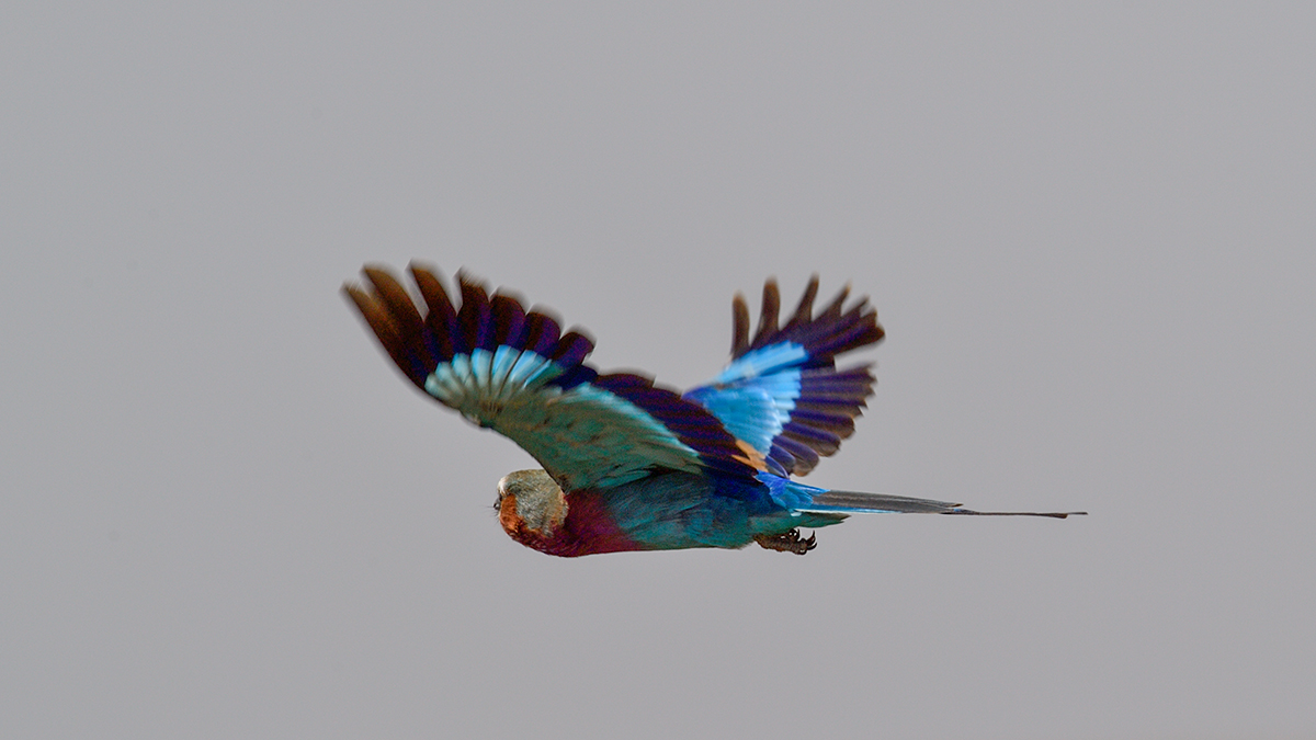 _5RG8039_20180727_103456_4037Masai Mara 2018.jpg