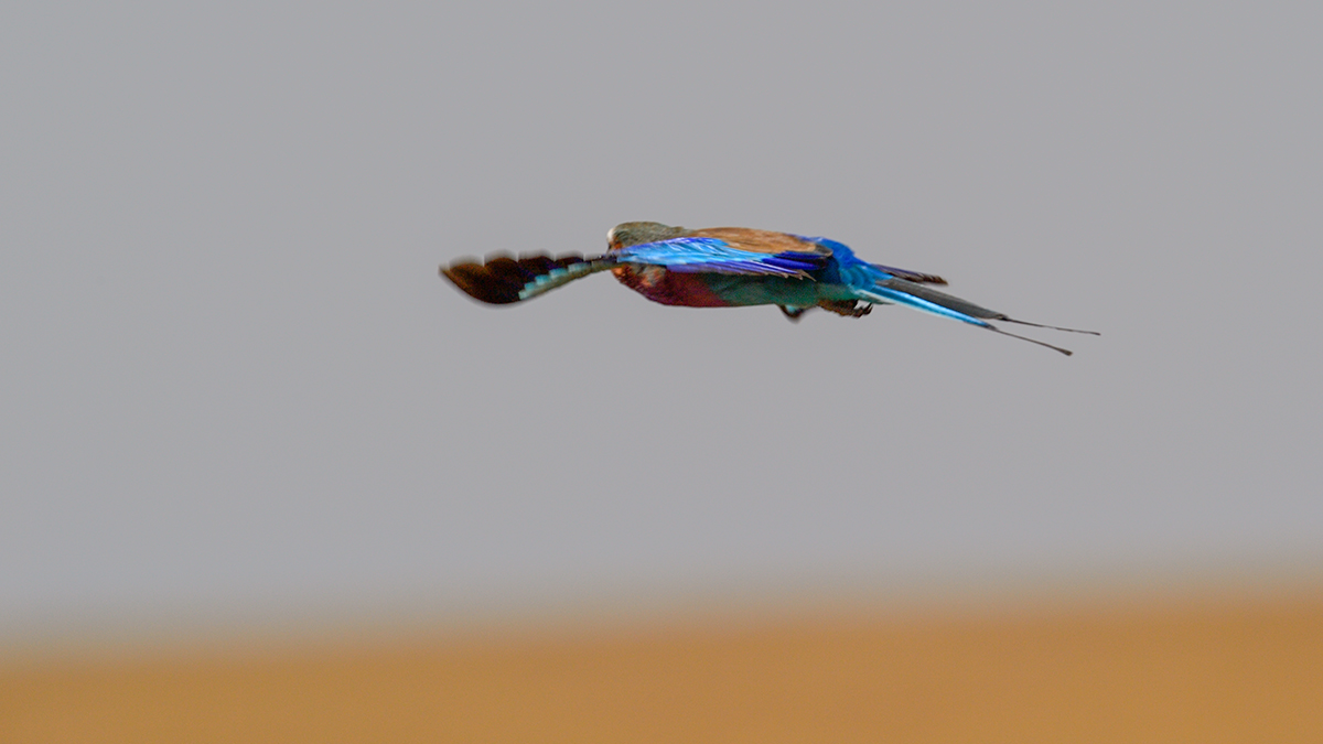 _5RG8040_20180727_103456_4038Masai Mara 2018.jpg