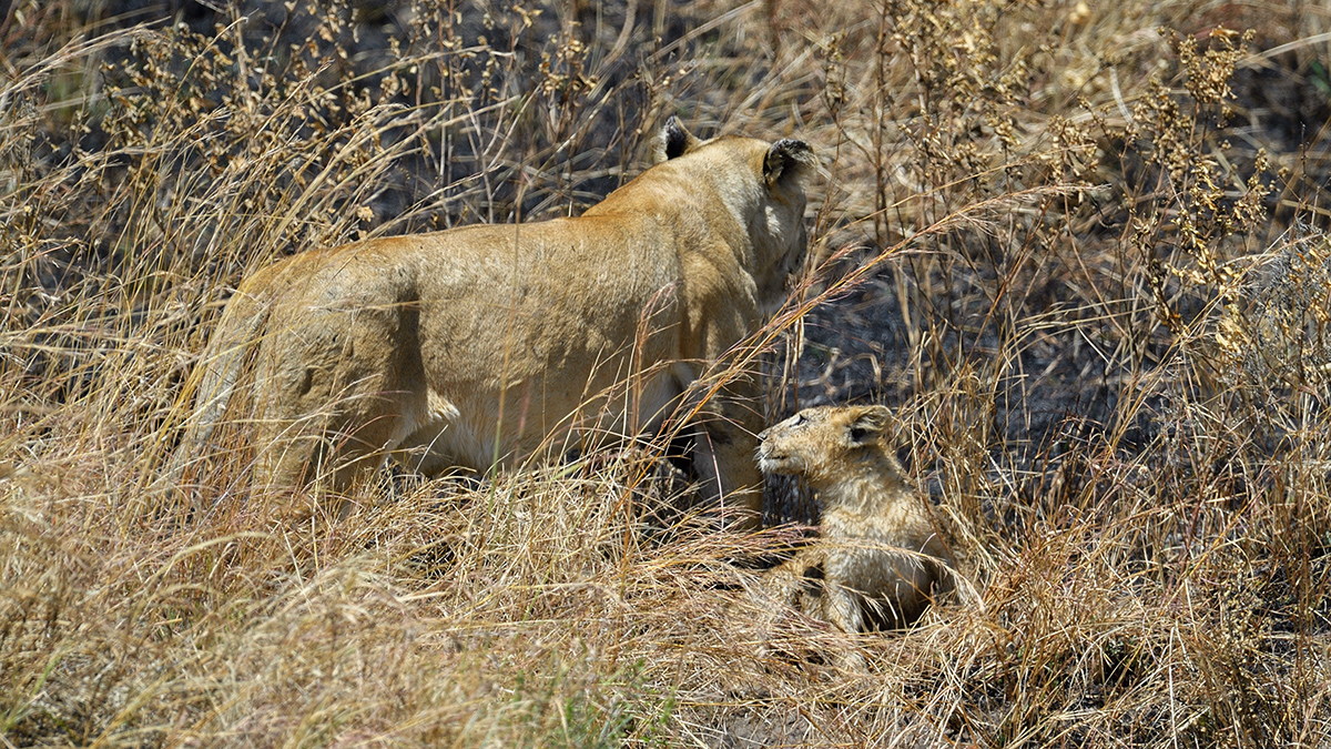 _5RG8056_20180727_115727_4040Masai Mara 2018.jpg