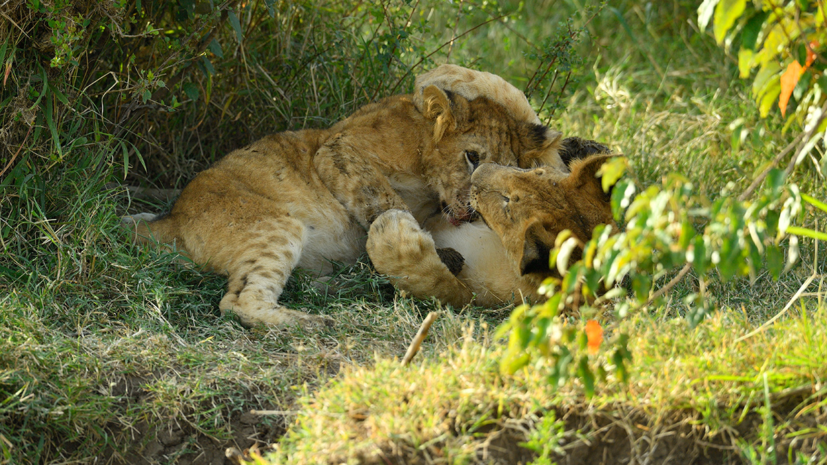 _5RG8066_20180722_170928_1870Masai Mara 20181200.jpg