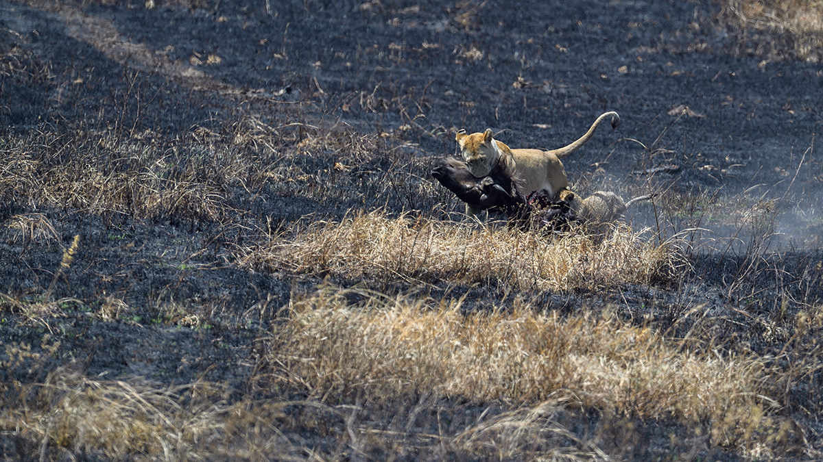 _5RG8080_20180727_115910_4041Masai Mara 2018.jpg
