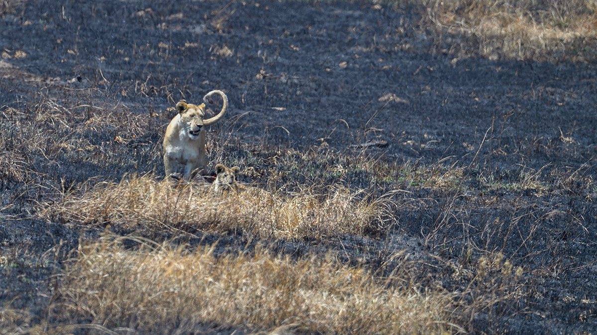 _5RG8082_20180727_115946_4042Masai Mara 2018.jpg