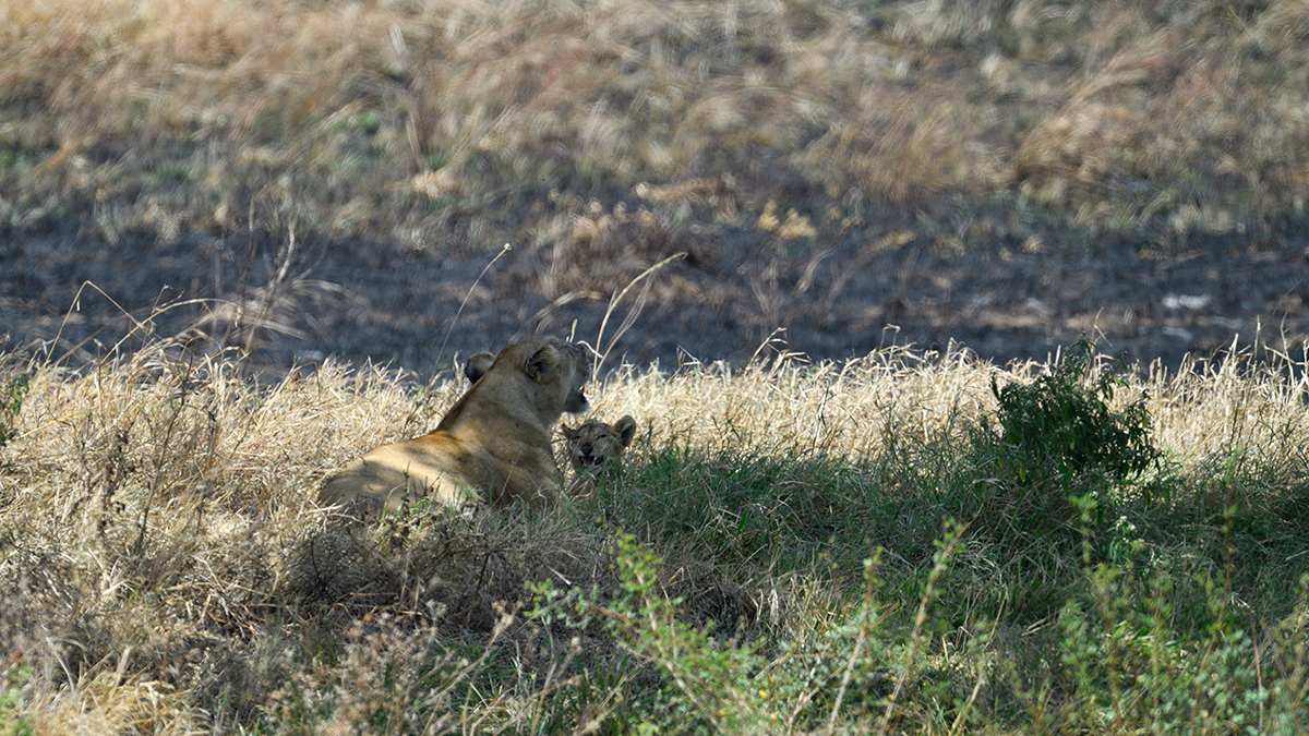 _5RG8087_20180727_120005_4043Masai Mara 2018.jpg