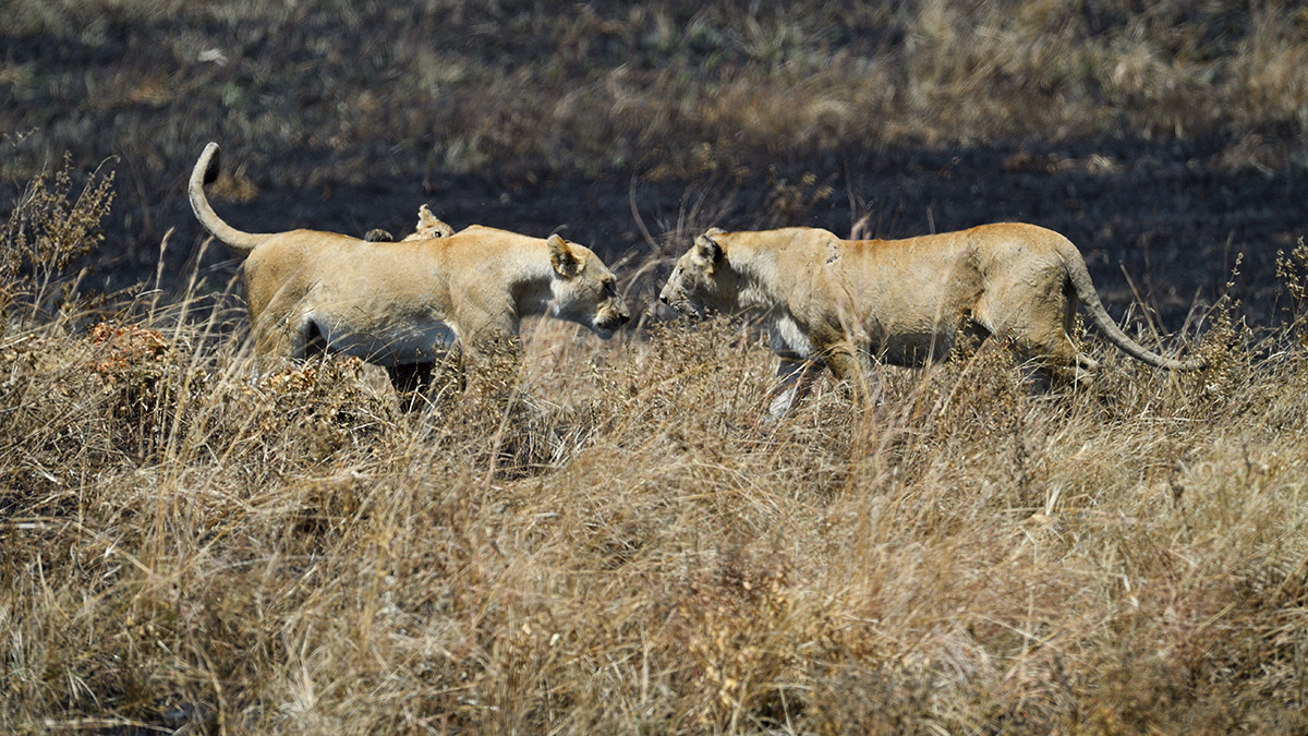 _5RG8090_20180727_120112_4044Masai Mara 2018.jpg